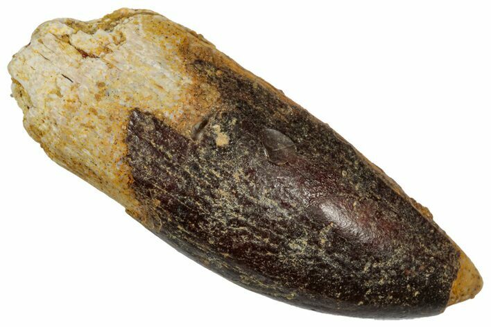 Fossil Sauropod Dinosaur (Titanosaur) Tooth - Morocco #332473